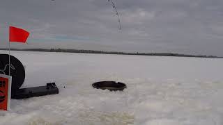 Flowage Walleye