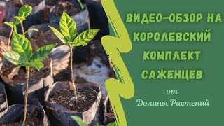 Распаковка посылки от &#39;Долина растений&#39; - комплект саженцев плодовых