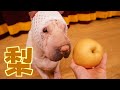 うちのブチャ犬が梨を食べる音が、すごく変です。【ASMR】
