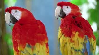 Natural Parrot Sounds   Parrot, nature wildlife, rare birds and piano music