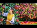 the best technique of planting and growing a mangosteen tree by cuttings from start to finish.