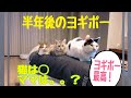 購入して半年後の【ヨギボー】【yogibo】"Zoola"、"基本カバー"はどうなった？相変わらず猫には人気です。が。。【まいにちねこまつり】No.37