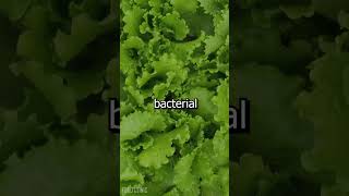 Do not eat leafy green vegetables during the rainy season