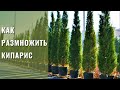 Кипарис Лэйланда (Cupressocyparis "Leylandii") - размножение черенкованием.