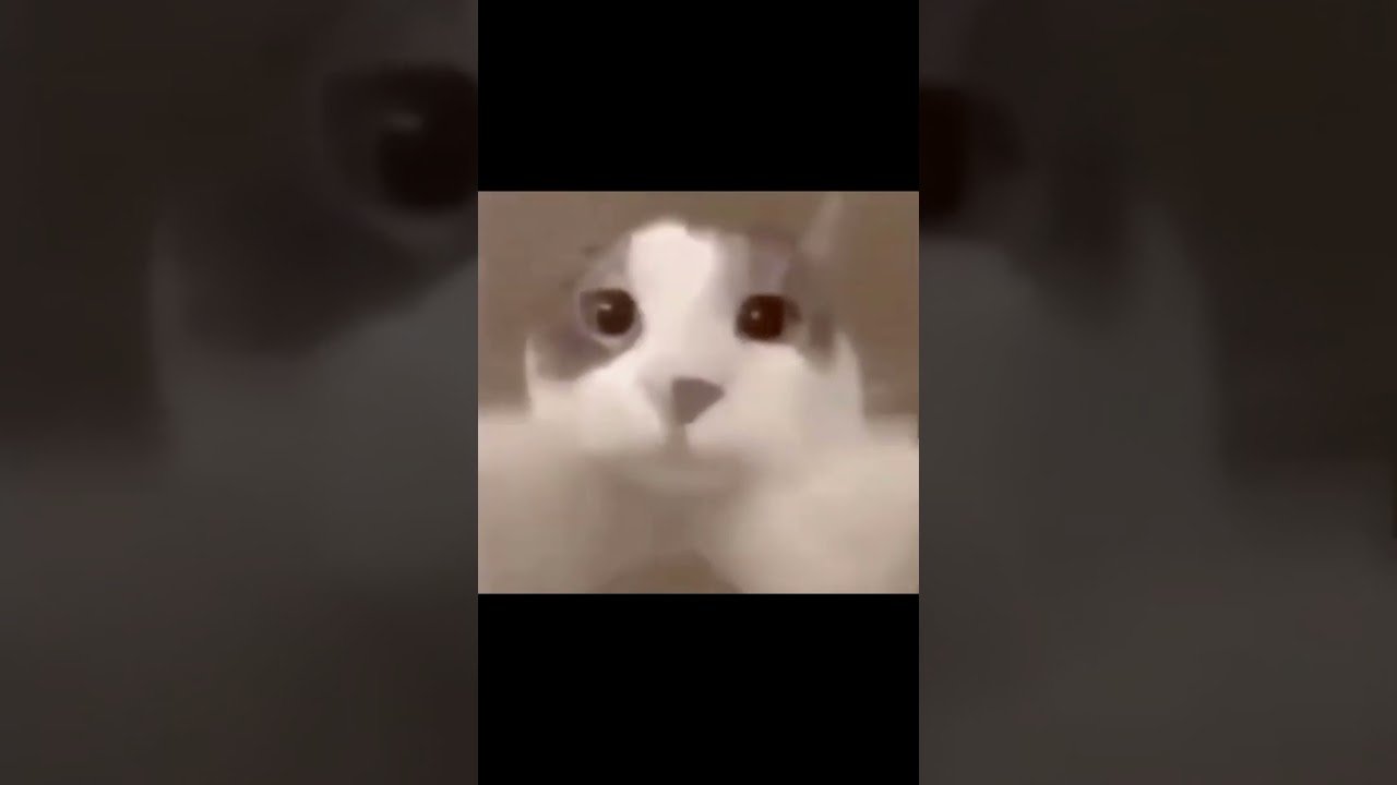 cat kiss||meme||cat kisses the camera