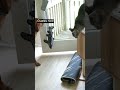 Dog Learns To Use The Door And Tricks The Cat Dog Learns To Use The Door And Tricks The Cat