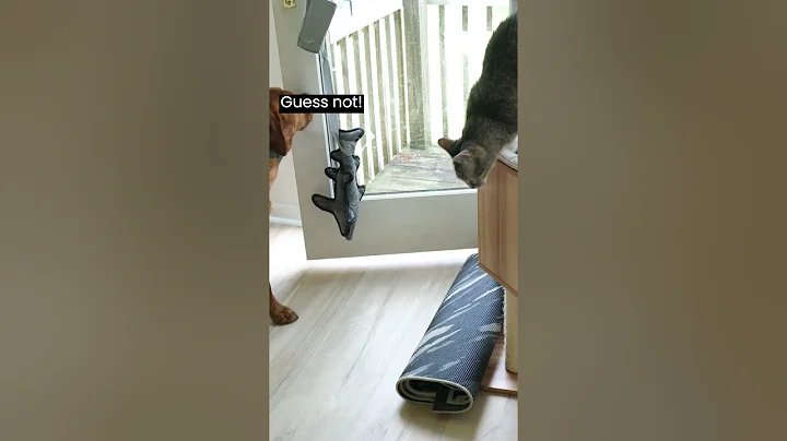 Dog learns to use the door (and tricks the cat)