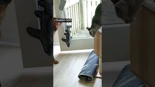 Dog learns to use the door (and tricks the cat)