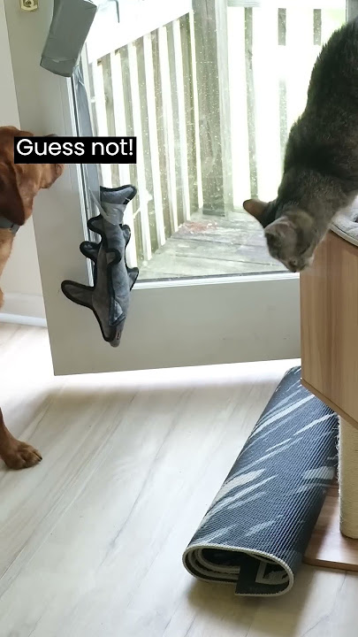 Dog learns to use the door (and tricks the cat)