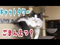 キャットタワーでくつろぐ猫が可愛すぎた！【ノルウェージャンフォレストキャット】