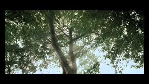 Celcom First - Elephant tries to climb tree.mov