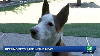 Modesto heat sparks safety advice for pets and people