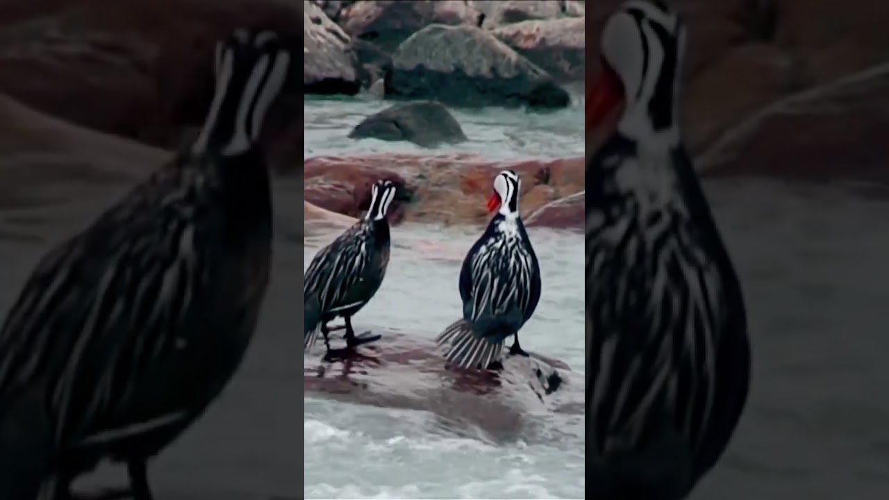 Rare footage of Torrent Duck 🦆 