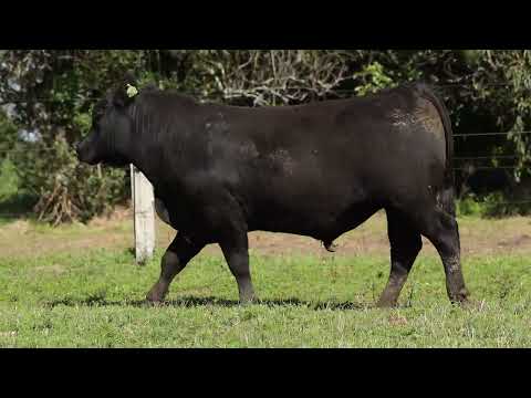 LOTE 19  1223