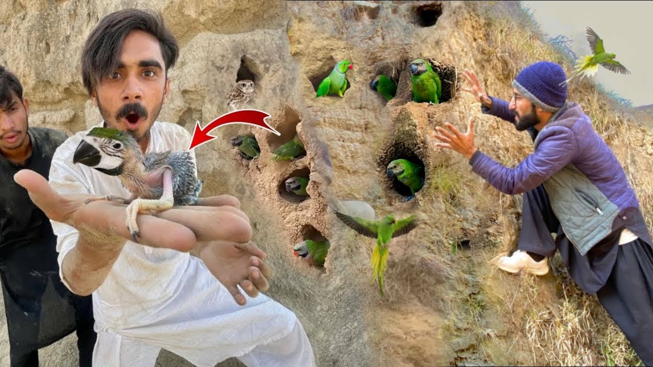 1 Lakh Wala Ringneck Parrot Pakad Liya 😍