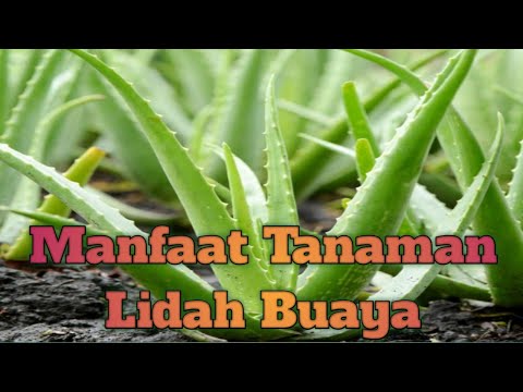 Video: Bagaimana Lidah Buaya Mekar