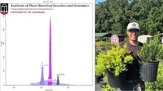 Using Flow Cytometry to Identify Ploidy Level in Holly