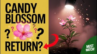 IS CANDY BLOSSOM RETURNING in Grow A Garden? screenshot 4