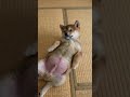 お腹いっぱいの柴犬の平和な午後 🐾