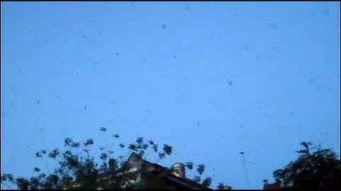 Suara walet : Mimpi Walet Putih