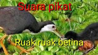 Mp3 Suara pikat Ruak ruak betina