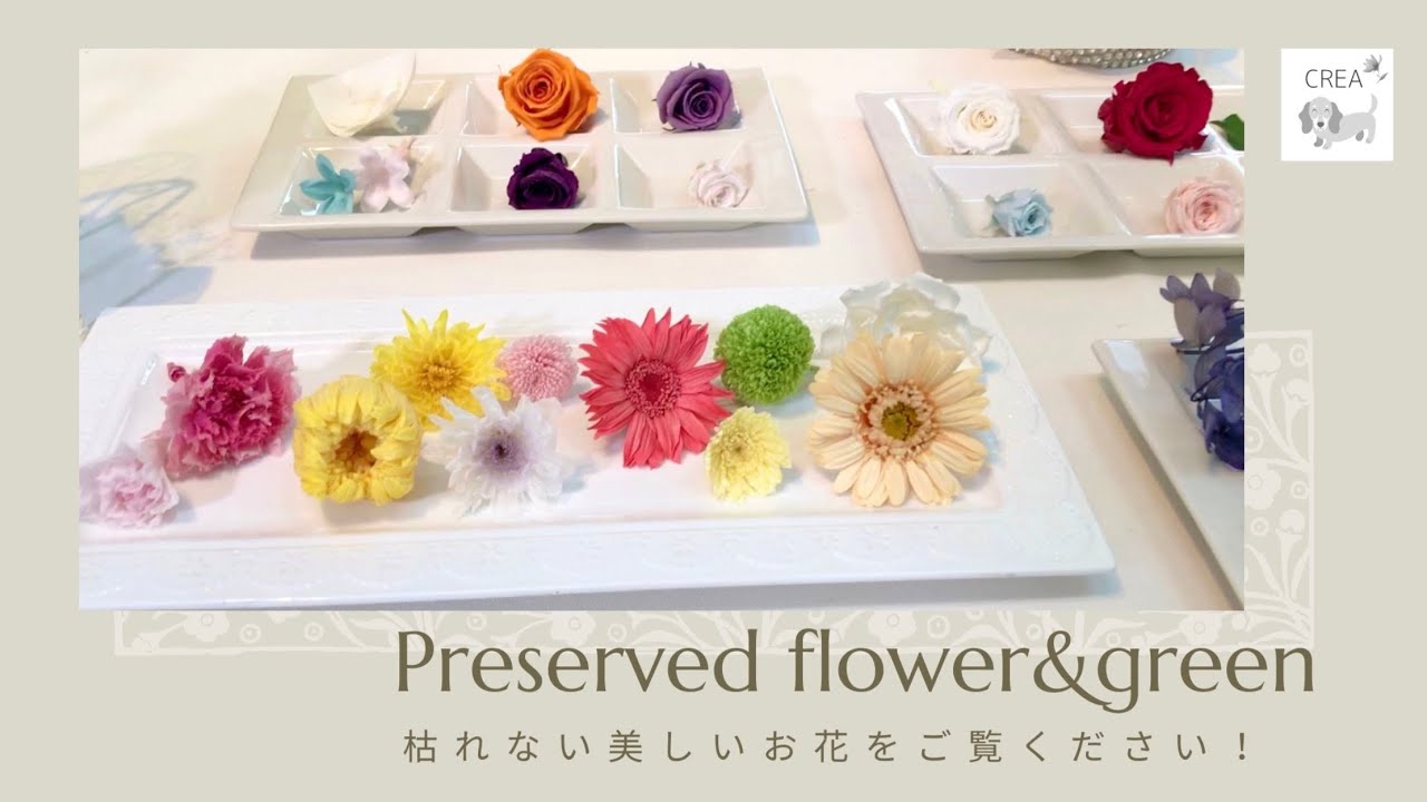 プリザーブドフラワーとは】13年後のお花お見せします！どんなお花か