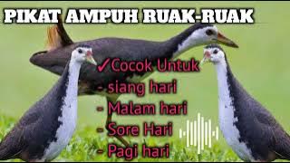 TERBARU Suara Pikat ampuh Ruak - Ruak atau Kareo burung pinggir sungai atau rawa