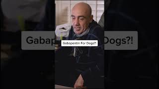 Gabapentin For Dogs?! #Shorts