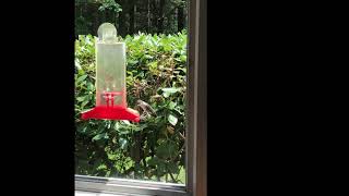 Hummingbird at the Feeder