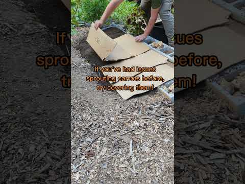 Video: Wat is wortelbierhysop - Tips voor het kweken van zonsonderganghysop in de tuin