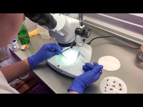Видео: Протеамът на индуцирания с IVF отклонен ембрион-майчина кръстоска от етапа на имплантация при овцете