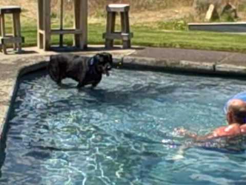 Dozer finally swims July 4, 2009