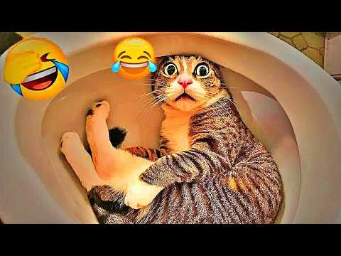 Funny ANIMALS videos 🤣Funniest CATS😻 and DOGS🐶 2026