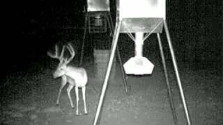 Freak Horn Trail Cam Buck