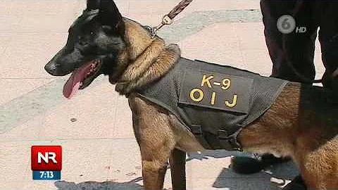 ¿Cómo se entrena a los perros policía para oler drogas?