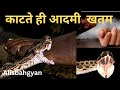 Russells viper  snake  snake facts      alisbahgyan 