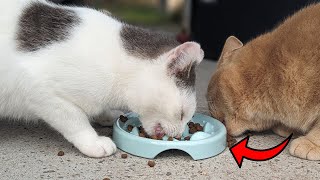 This Slow Feed Bowls For Cats is Adorable!