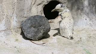 A white penguin in SF Zoo by Mila  47 views 1 month ago 36 seconds