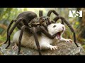 INSECTES MORTELS Les Plus Meurtriers De La Nature Documentaire Animaux INSECTES MORTELS Les Plus Meurtriers De La Nature Documentaire Animaux
