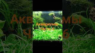 #красивый аквариум часть 6 #аквадизайн #акваскэйп #аквариумы #aquarium #水族馆 #حوض السمك