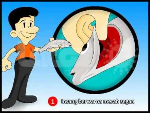 Tutorial pembuatan abon ikan  animasi  S O P YouTube