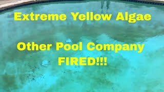 Extreme YELLOW ALGAE   Other Company FIRED!!!