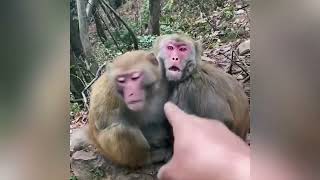 Are MONKEYS Smart Enough to LEARN how to use BATHROOMS like HUMANS? | Monkey Hygiene EXPLAINED Wealth