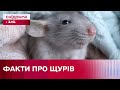 Найнеочікуваніші факти про щурів: Чим унікальні ці створіння?