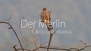 Der Merlin - Ein Kleiner Schneller Jäger