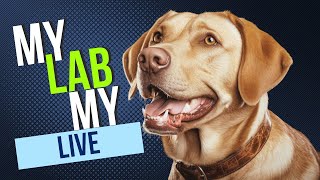Labrador Retriever UNRAVELED 2023 [ My Dog, My Live ]