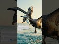 🎬Watch This Giant Pelican Catch Fish in an Incredible Ocean Dive! 🐟🌊🦩 #birds #wildlife #pelicans