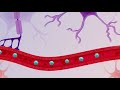 Sma type 1 how gene therapy works