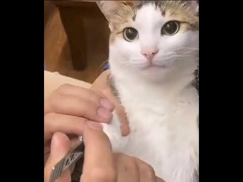 Suratda chokkalab otirgan taytli qizlar Mushuk yalash porno