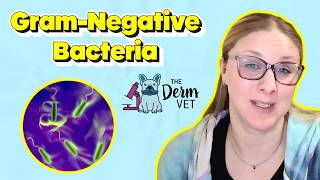 EP311 - Treating Resistant Gram-Negative Skin Infections in Dogs | The Derm Vet Podcast